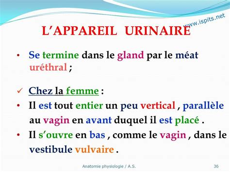 méat urinaire|Urinary meatus